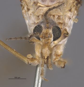 Media type: image;   Entomology 10294 Aspect: head frontal view